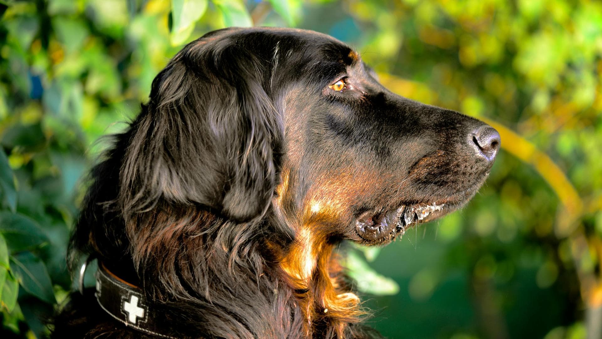 Best Vets in Idaho Falls