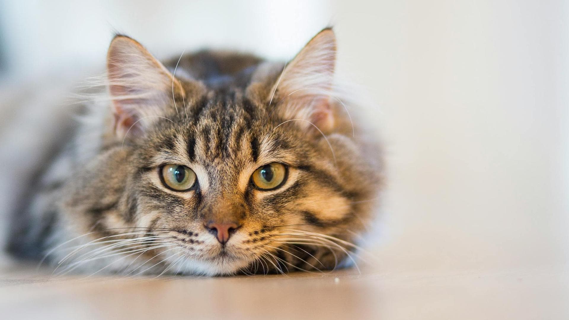 Best Vets in Idaho Falls