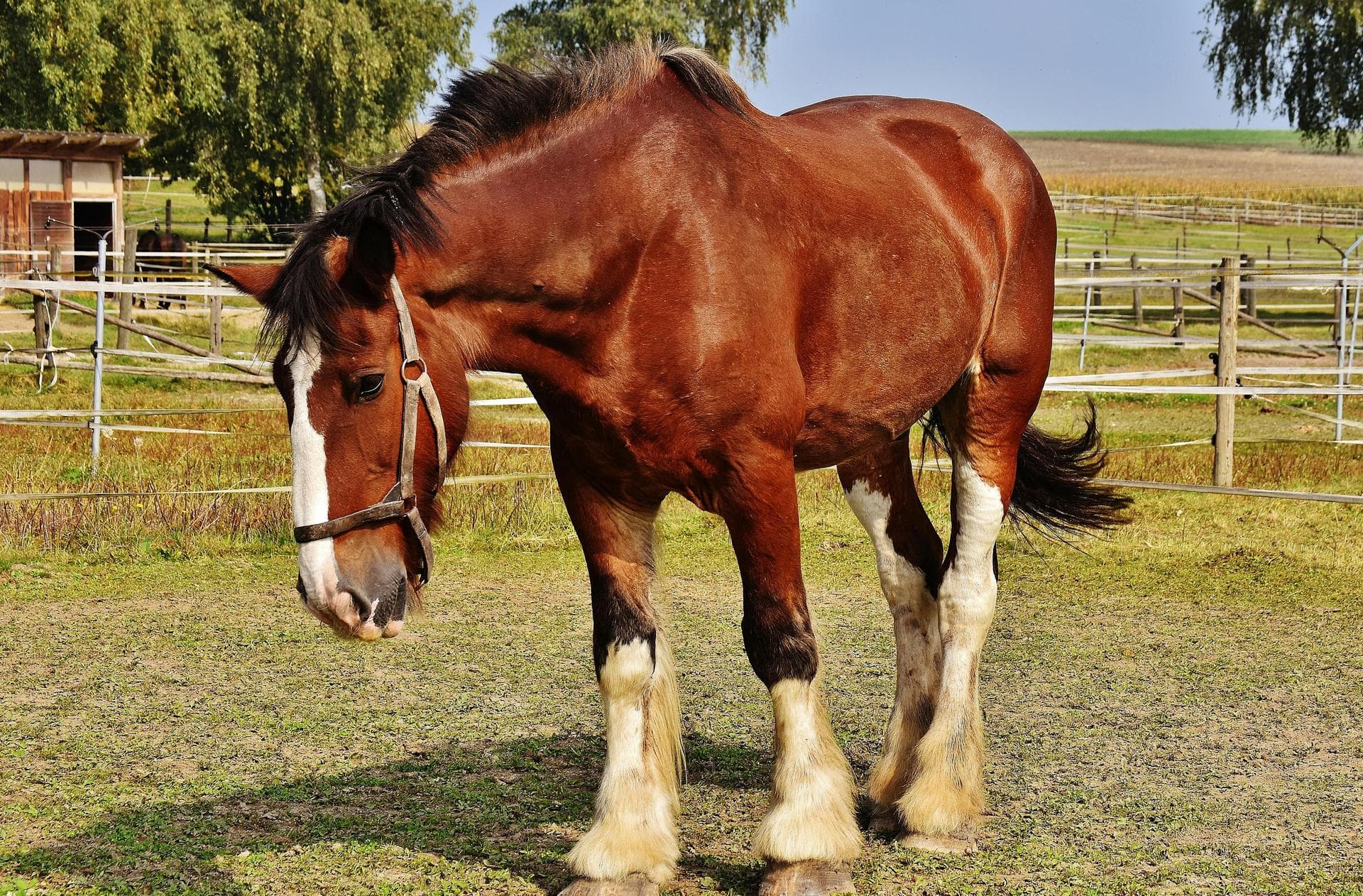 Farm & Large-Animal Vets near Idaho Falls