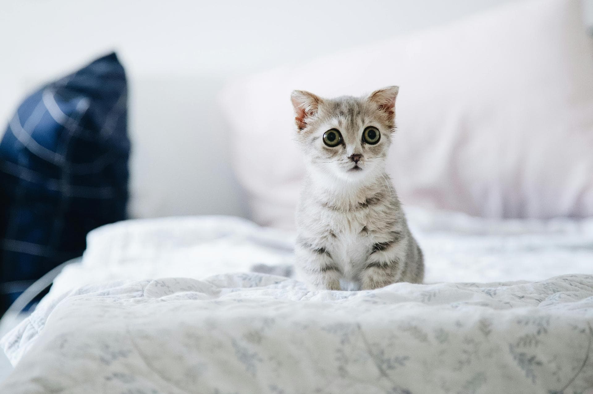 Vet Prices in Idaho Falls